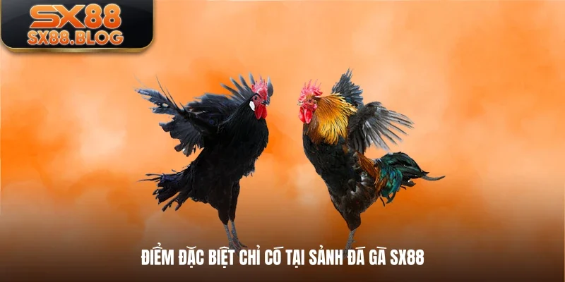 Điểm đặc biệt chỉ có tại sảnh Đá Gà SX88