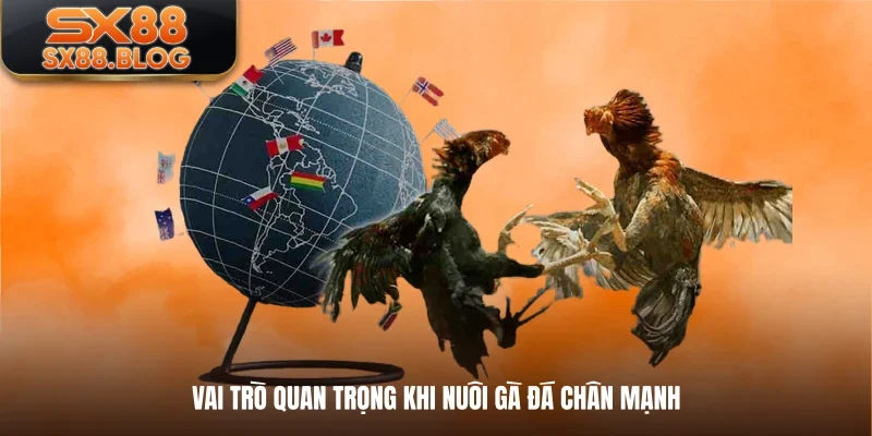 Vai trò quan trọng khi nuôi gà đá chân mạnh